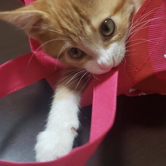 MIX キジトラ マイケル