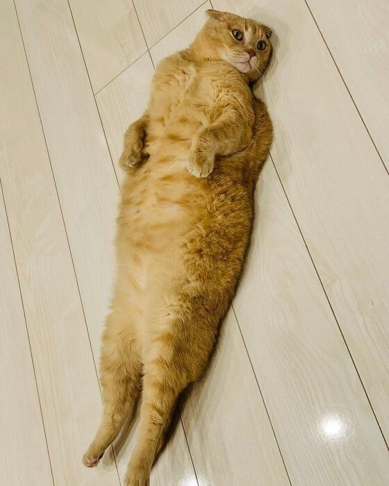 仰向けになっているスコティッシュフォールド