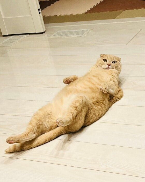 仰向けになっているスコティッシュフォールド