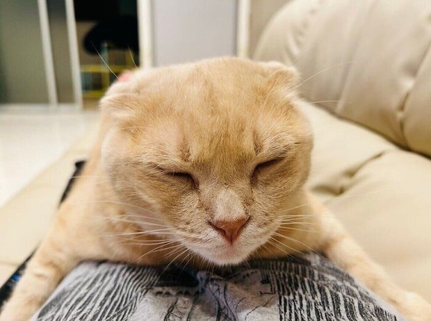 眠っているスコティッシュフォールド