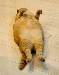 “ヘソ天”で豪快にくつろぐ猫　ラッコのように見える愛らしい姿に「浮いてる足がたまらニャいですね」「めっちゃ可愛いフォルム」の声