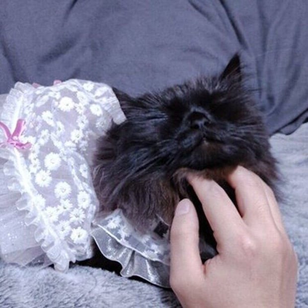 3才の誕生日に飼い主さんになでられてうっとりするみかげくん