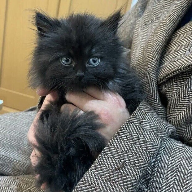 小さかった子猫時代のみかげくんの様子