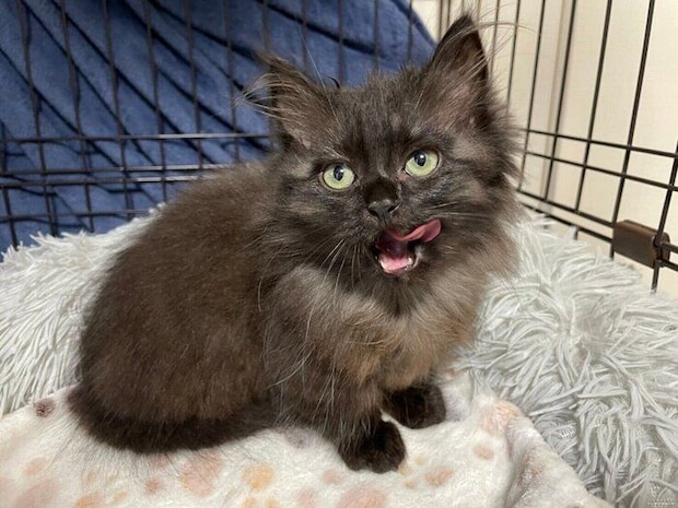 ケージの中で撮影された子猫時代のみかげくん