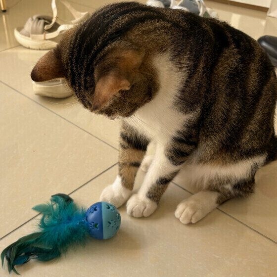 アミル 新しいおもちゃ