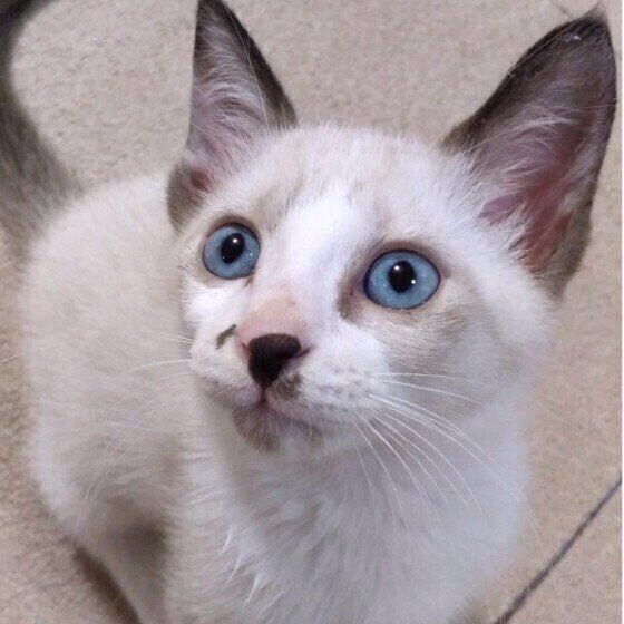 おまめ 子猫の頃 顔体