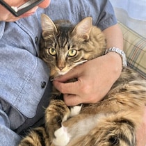 猫がさみしいときに見せるしぐさとは？　飼い主が気づきたい5つのサイン