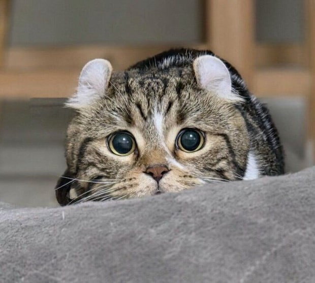 遊びを開始したるちくん