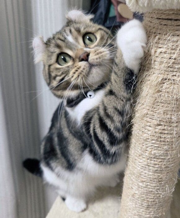 爪をとぐるちくん