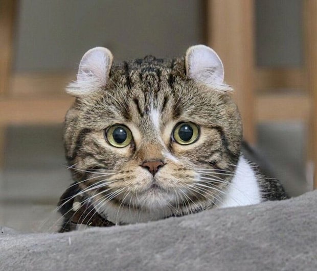 遊ぶ前のるちくん