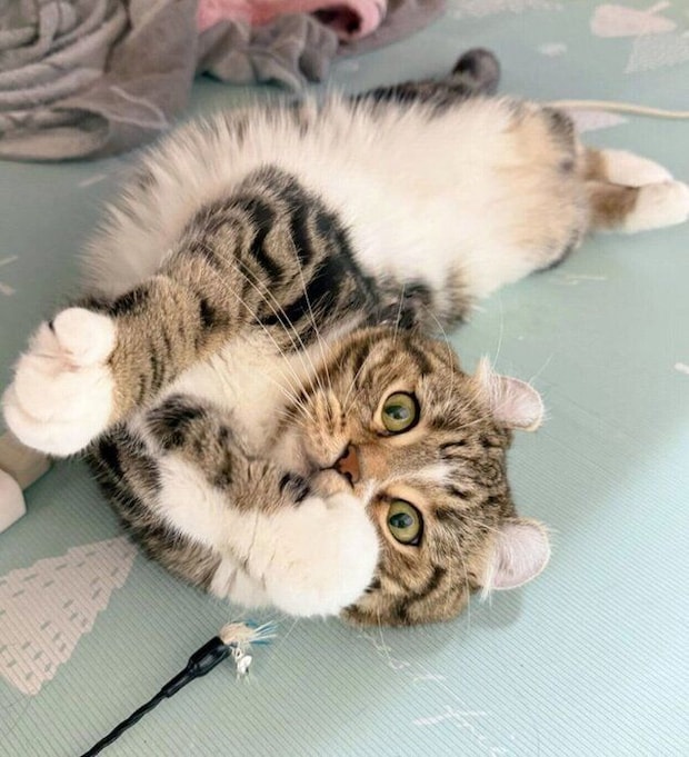 寝転がるるちくん