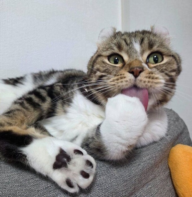 まったりするるちくん