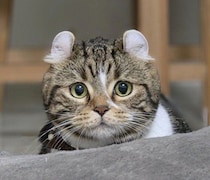 真顔→“瞳キラキラ”に大変身！　遊びに誘われた猫の“かわいすぎる切り替え”にほっこり