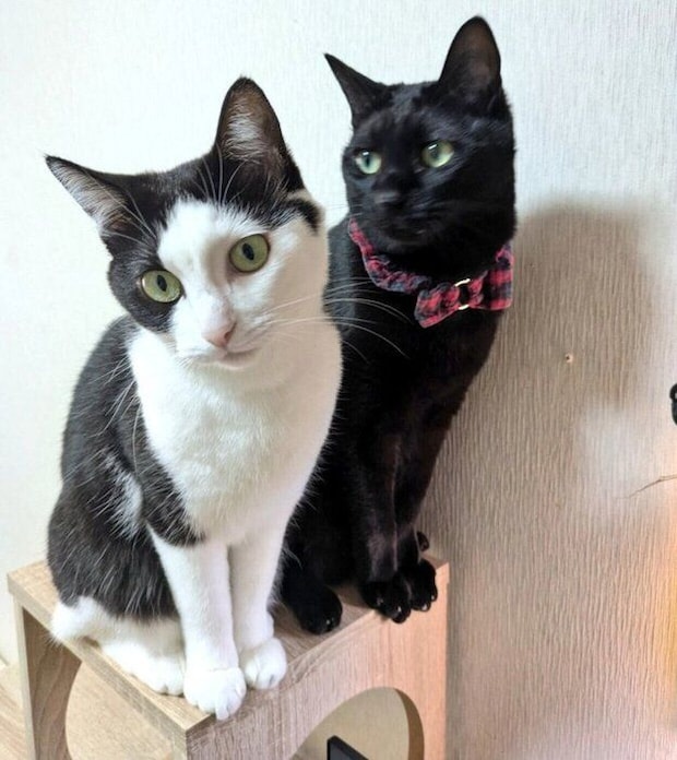 豆大福ちゃんともなかくん