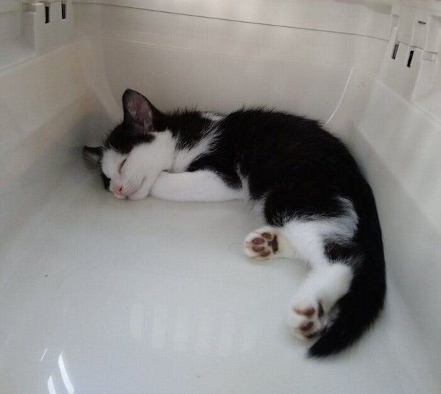 お迎え当時の豆大福ちゃん