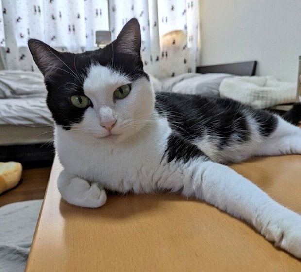 見つめる豆大福ちゃん