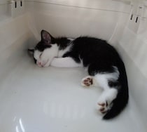 お迎え初日から“大物感”を放っていた保護子猫　3年後も「子猫のころの印象そのまま」の姿にほっこり