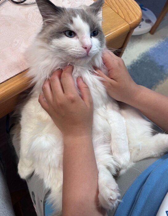 マッサージしてもらうはんぺんくん