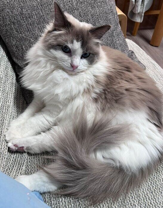 もっふりとしたはんぺんくん