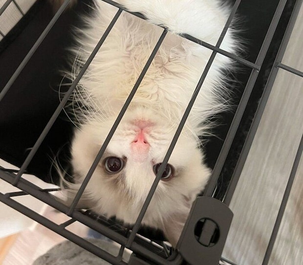 ケージにしがみつくはんぺんくん