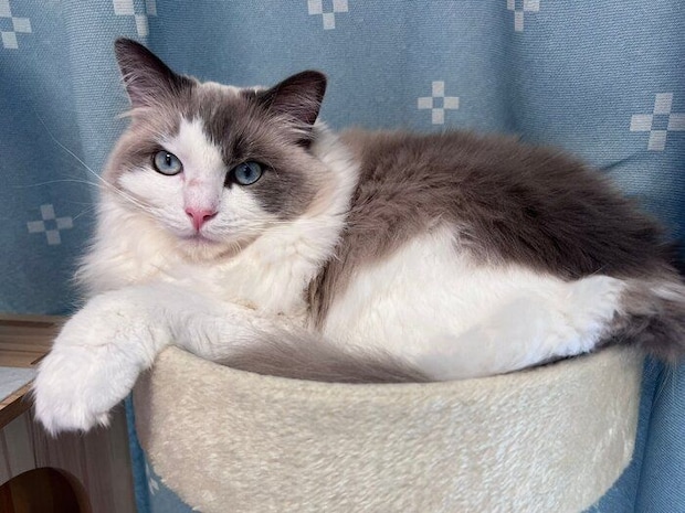 まったりするはんぺんくん