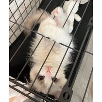 ケージにしがみつく姿が可愛いラグドールの子猫　1才で“もっふり”と大きく成長した姿にほっこり！