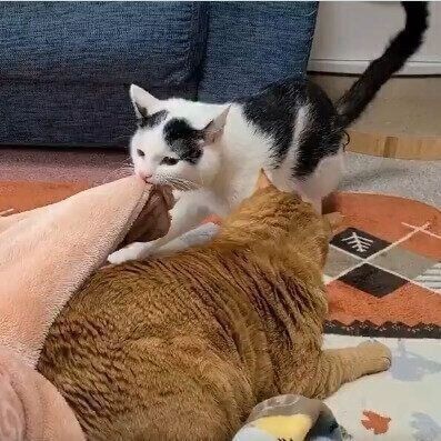 くつろぐちゃーくんと毛布を口にくわえるこもくん