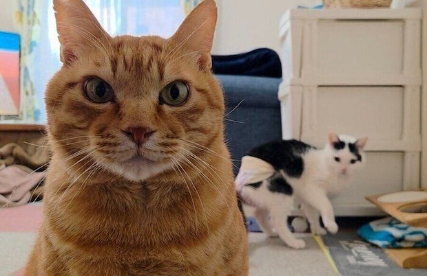 カメラを見つめるちゃーくんと後ろで振り向くこもくん