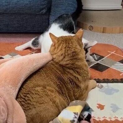 一生懸命に踏ん張って倒れそうな角度になるこもくんと見守るちゃーくん