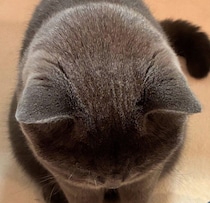 頭頂部が“まんまる”すぎる猫がたまらん可愛さ！ 「なでたい」「胸キュン」と反響の声