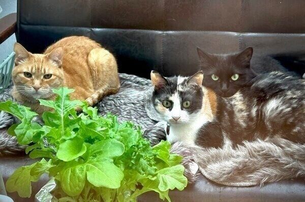 お気に入りの毛布から離れないスミちゃんたち