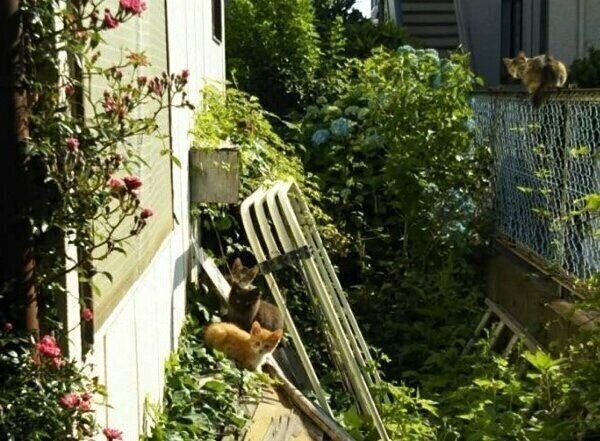 実家の庭に現れた猫たち