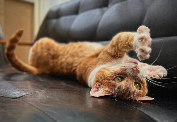 まったりするチャボくん