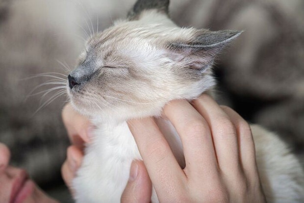 なでてもらう猫