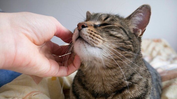 なでてもらう猫