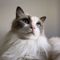 猫が毎朝同じ時間に起こすのは「体内時計」によるもの？困ったときの対処法も獣医師に聞いた！