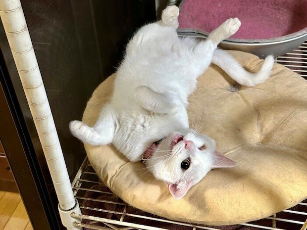 成長後の様子　へそ天する虹来ちゃん