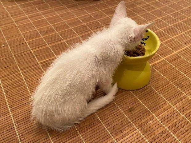 ゴハンを食べる虹来ちゃんの様子