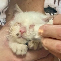 「カラスに突かれるなどして右の眼球がない状態」の子猫を保護→4才になった現在は家族みんなに愛される“たらしな猫”に！？