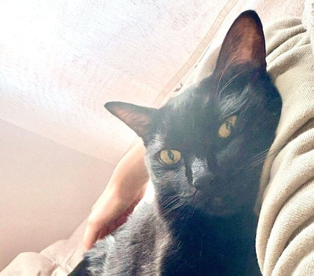 飼い主さんにくっつくこぐまくん