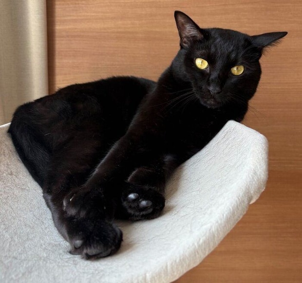 まったりするこぐまくん