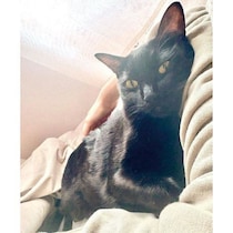 悲しい夢を見て泣いていたら、愛猫がそっと肉球で“起こして”くれた？　飼い主に寄り添う元保護猫の行動に反響