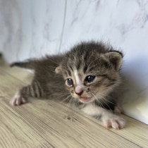 風呂釜の下でひとりぼっちで鳴いていた生後2〜3週齢の子猫を保護　3カ月後、人見知りしない“やんちゃガール”に成長中！