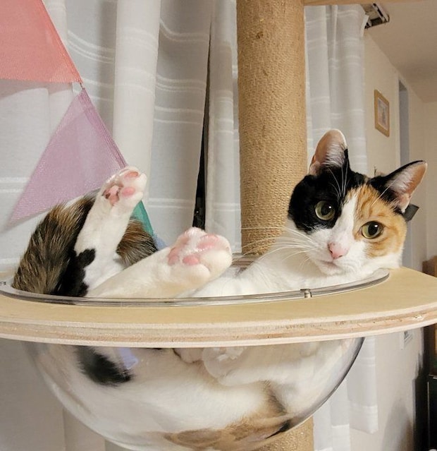 透明のボウルでくつろぐ猫