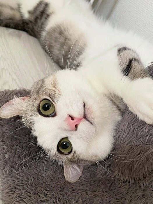 爪とぎポールで遊ぶ猫