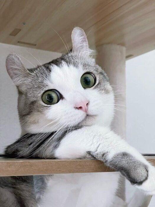 飼い主を見つめる猫