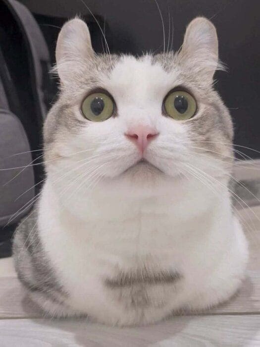 香箱座りをする猫