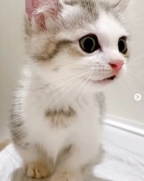 「このコしかいない！」という思いでお迎えした生後2カ月の子猫→2年後、大きく成長しても変わらない表情や仕草が可愛い！