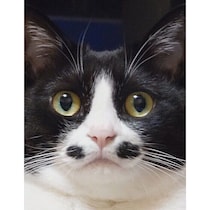 左右対称の“点々模様”が可愛い元保護猫　家族に迎えて5年、夫婦の心を癒し続ける存在に