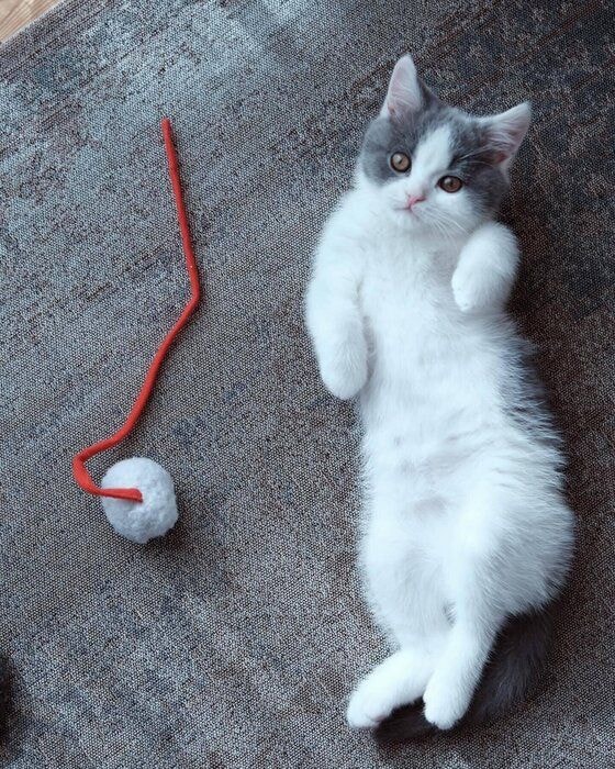 子猫時代の1枚　ひなたぼっこ中に撮影されたものなのだとか